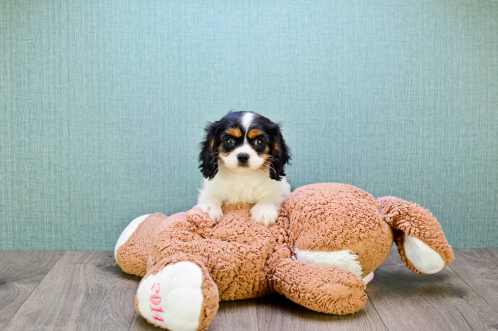 Cavalier King Charles Spaniel Puppy for Adoption