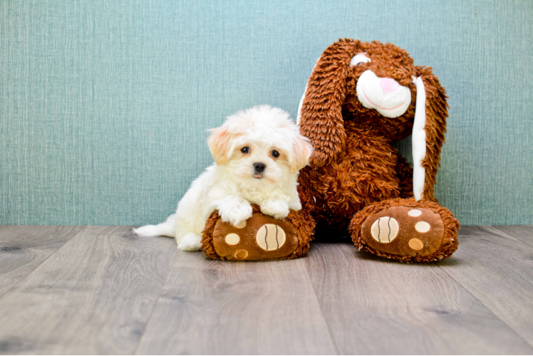 Playful Maltese Poodle Poodle Mix Puppy