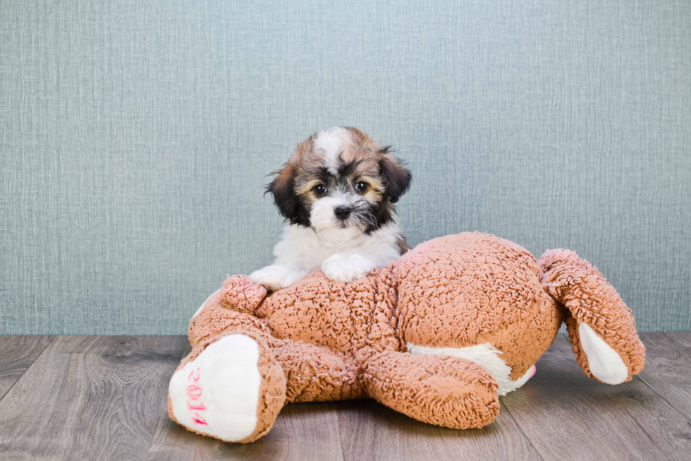 Funny Havanese Purebred Pup