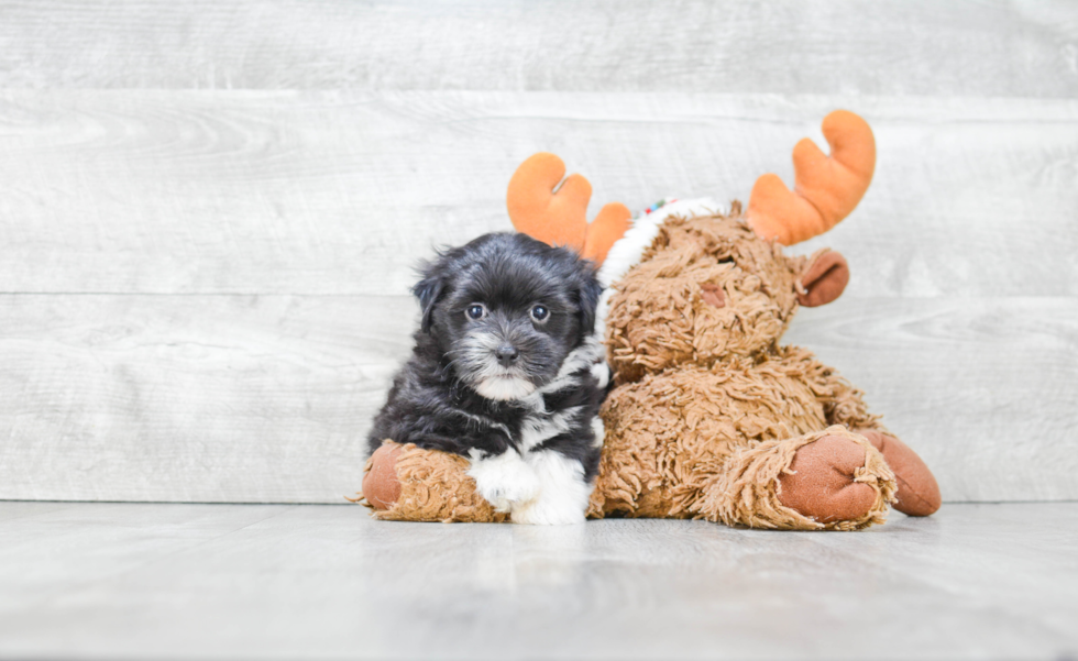 Best Havanese Baby