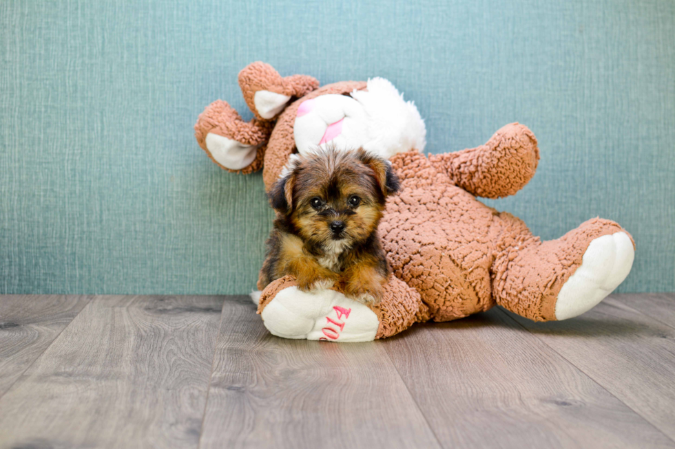 Energetic Shorkie Designer Puppy