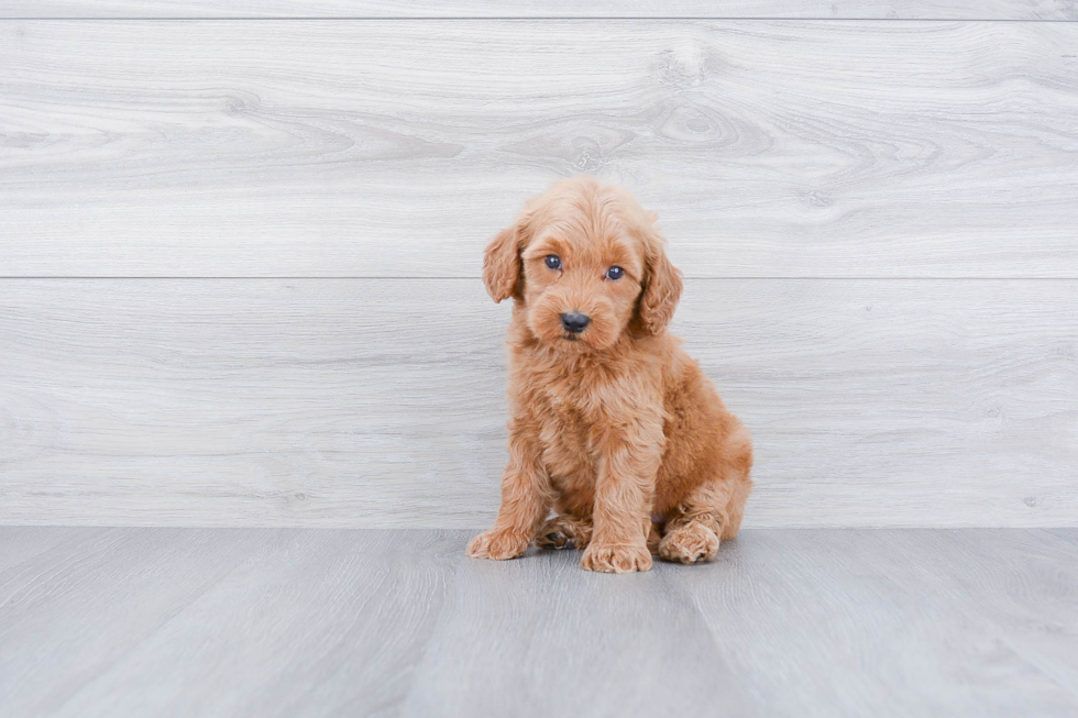 Happy Mini Goldendoodle Baby