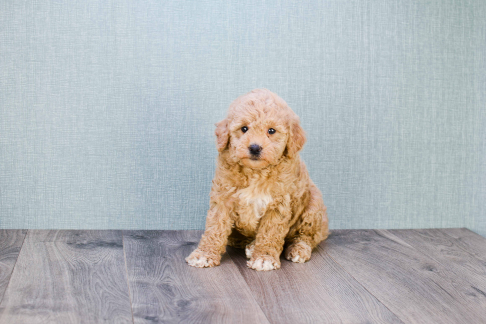 Mini Goldendoodle Puppy for Adoption