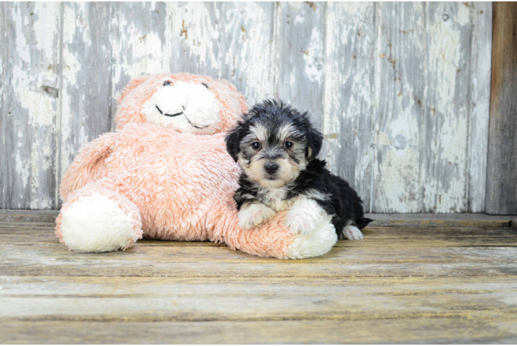 Morkie Puppy for Adoption