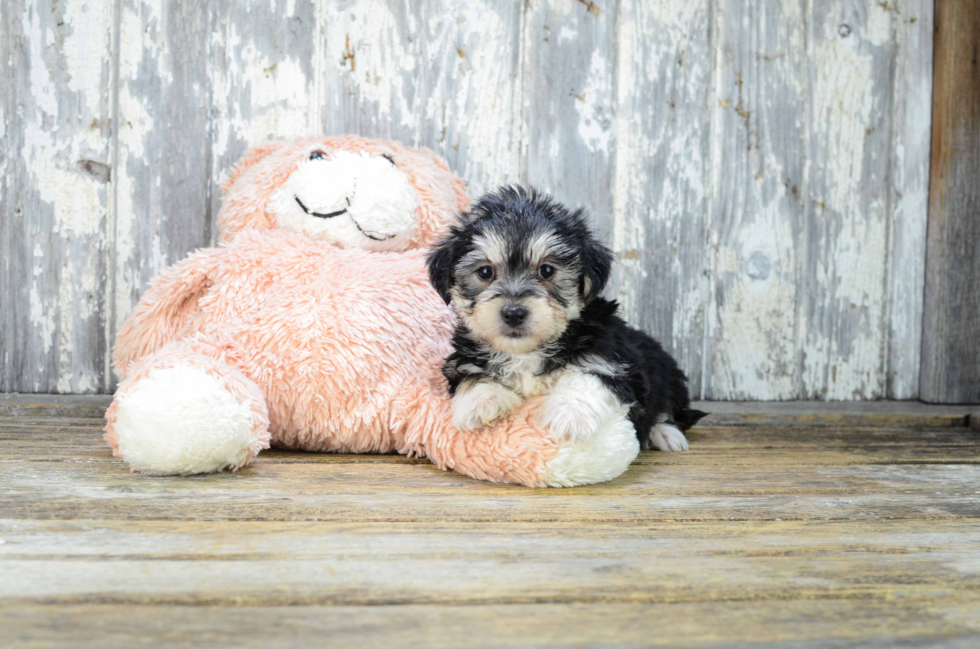 Morkie Puppy for Adoption