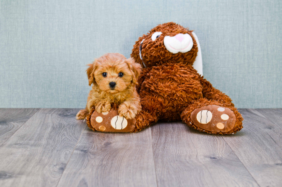 Funny Cavapoo Poodle Mix Pup