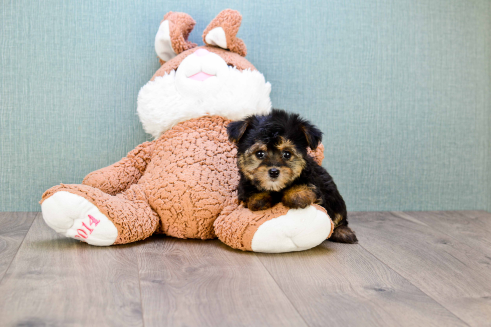 Friendly Yorkie Poo Baby