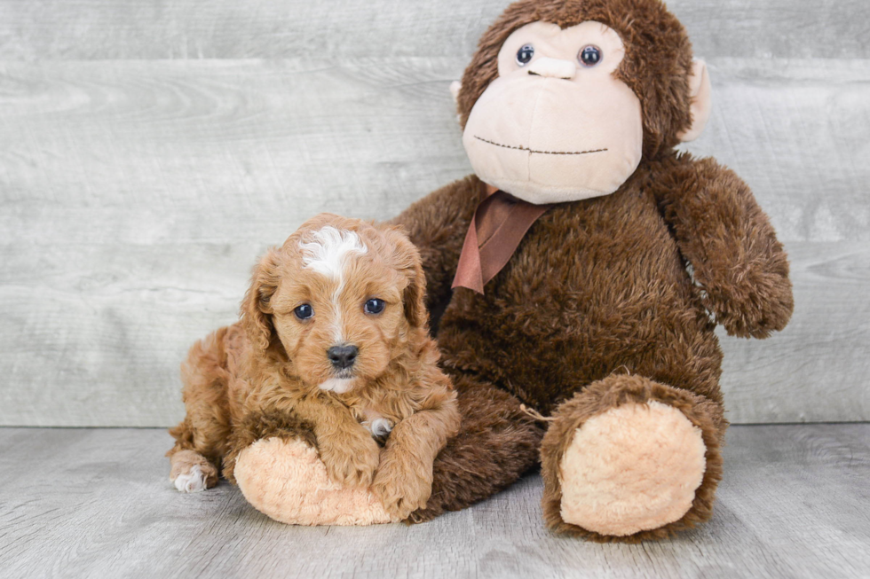 Cavapoo Puppy for Adoption