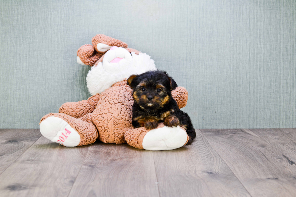 Meet Rebecca - our Yorkshire Terrier Puppy Photo 