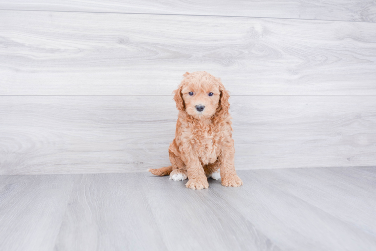 Fluffy Mini Goldendoodle Poodle Mix Pup