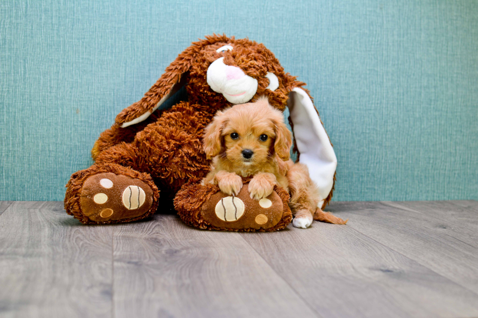 Funny Cavapoo Poodle Mix Pup