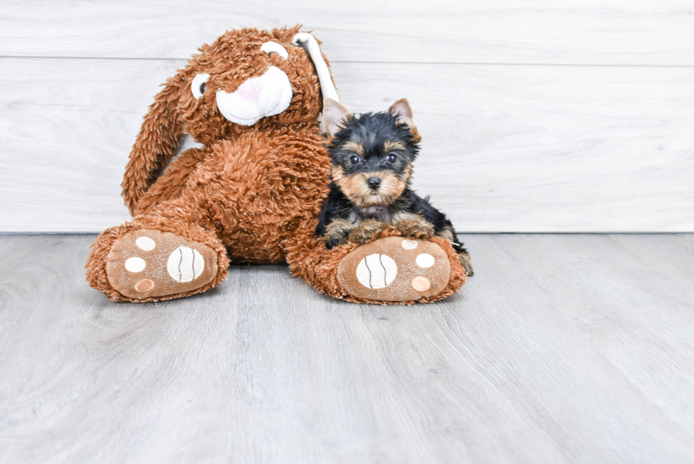 Meet Giselle - our Yorkshire Terrier Puppy Photo 