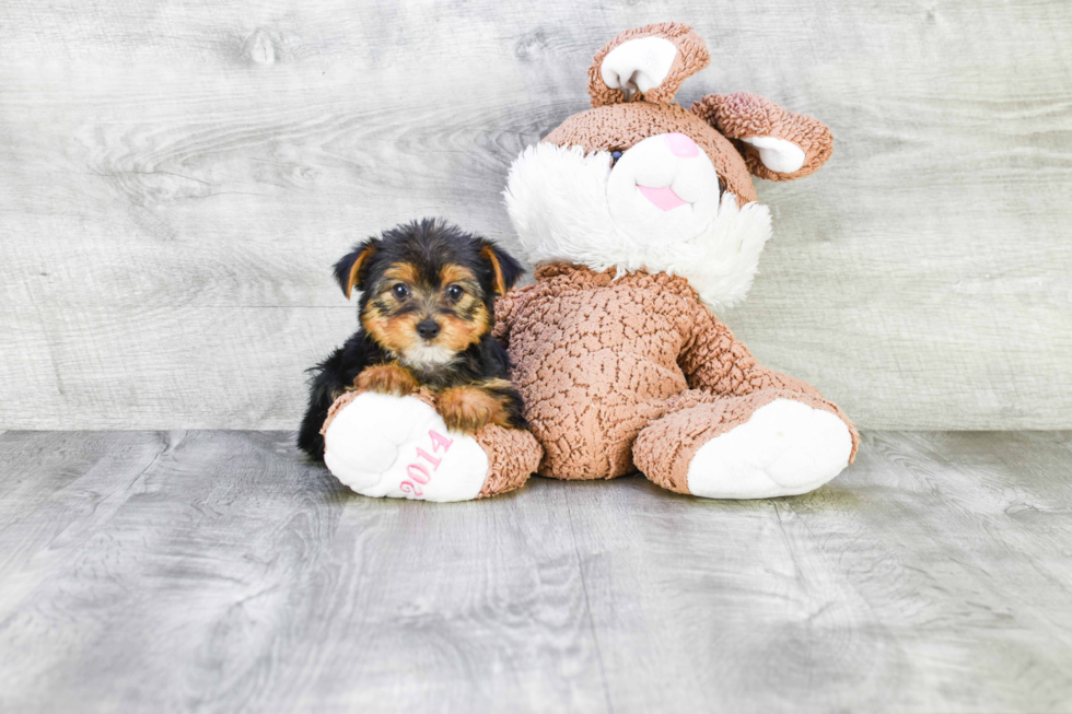 Meet Izzie - our Yorkshire Terrier Puppy Photo 