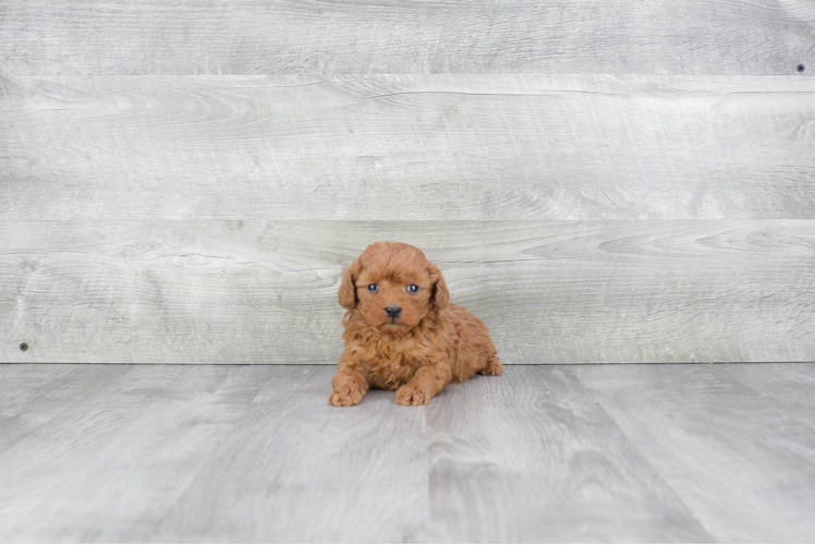 Best Cavapoo Baby