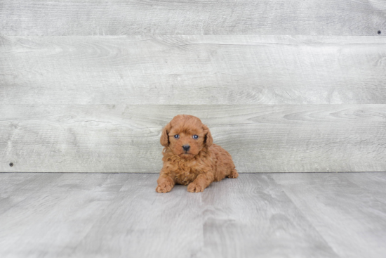 Best Cavapoo Baby