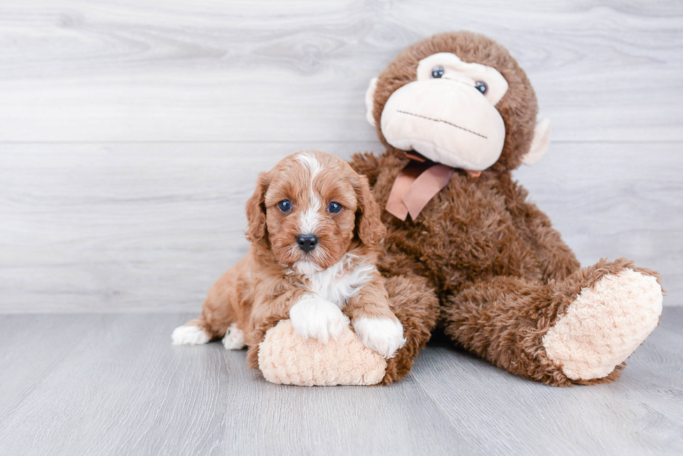 Cavapoo Puppy for Adoption