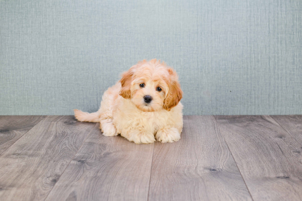 Happy Mini Goldendoodle Baby