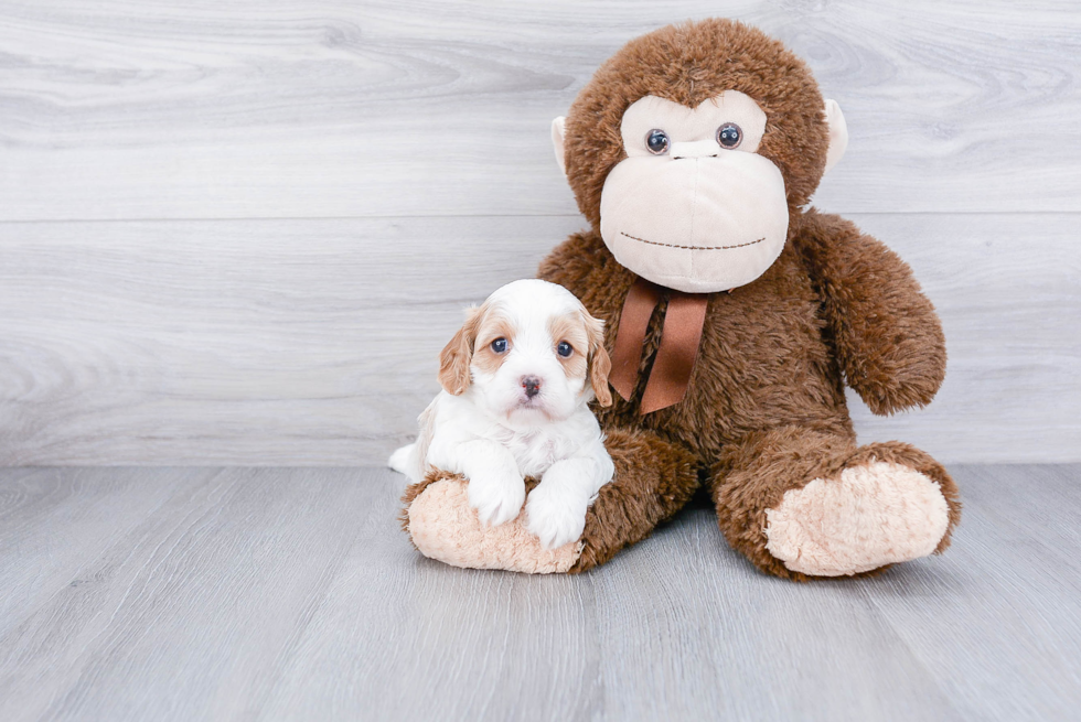 Small Cavapoo Baby
