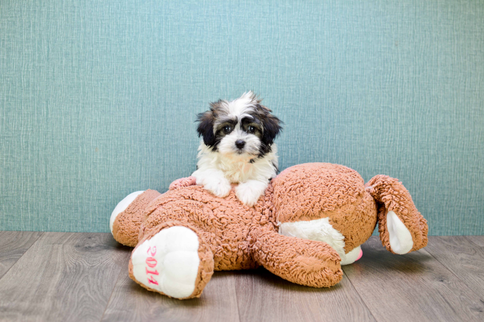 Little Havanese Baby