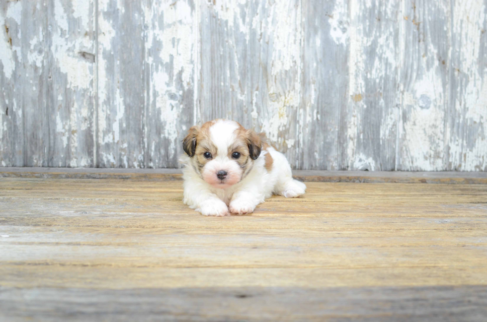 Fluffy Teddy Bear Designer Pup