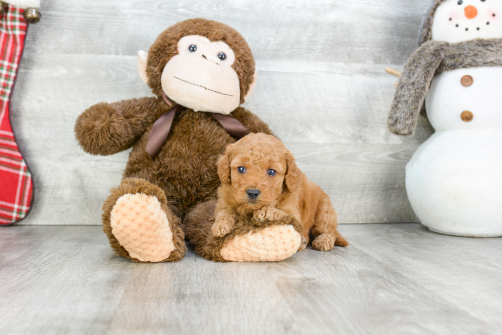 Happy Mini Goldendoodle Baby