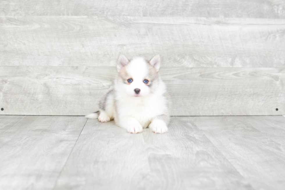 Playful Mini Husky Designer Puppy