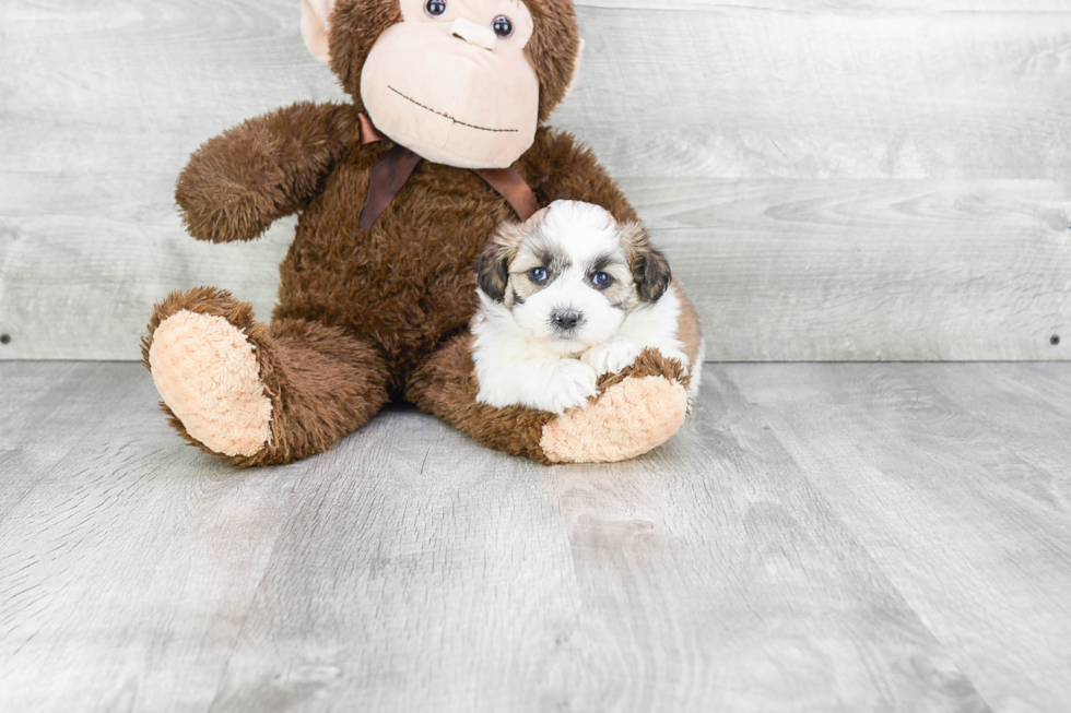 Teddy Bear Pup Being Cute