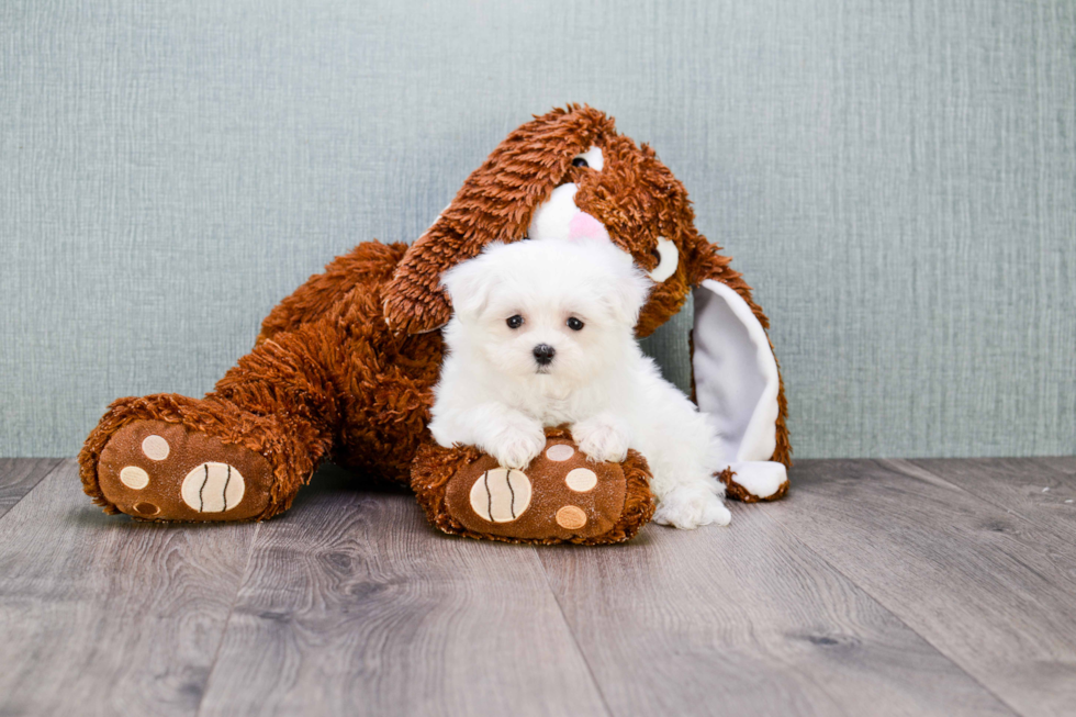 Small Maltese Purebred Pup