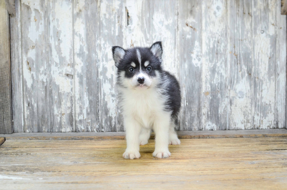 Small Pomsky Baby