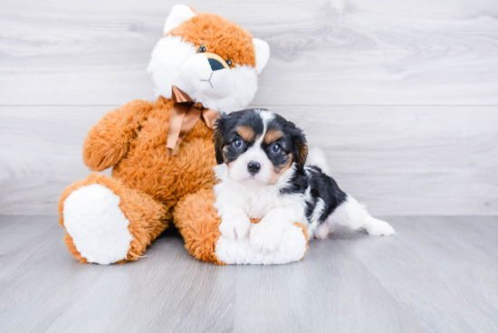 Fluffy Cavalier King Charles Spaniel Purebred Puppy