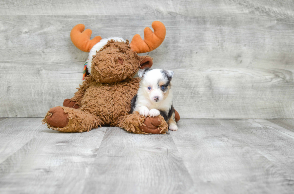 Popular Mini Aussiedoodle Poodle Mix Pup