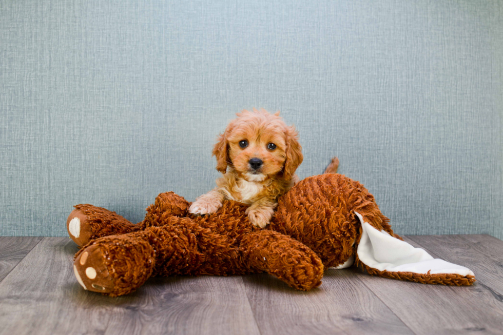 Best Cavapoo Baby
