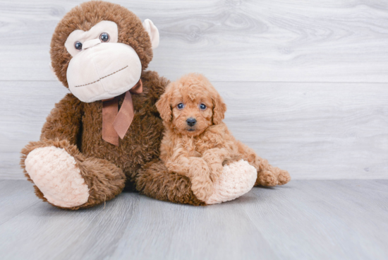 Best Mini Goldendoodle Baby