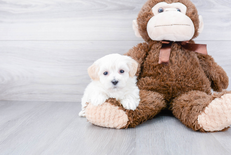 Best Maltipoo Baby