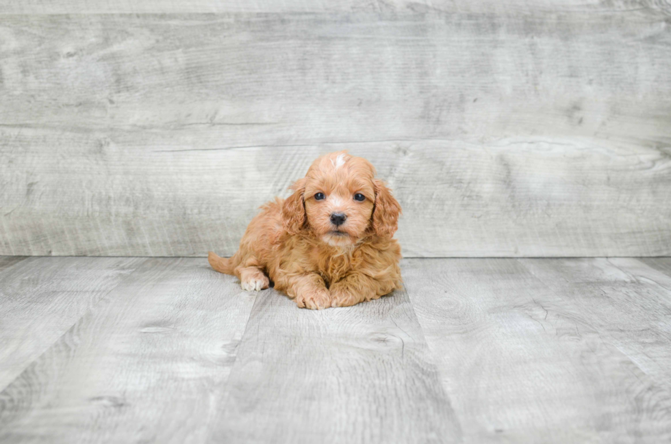 Popular Cavapoo Poodle Mix Pup