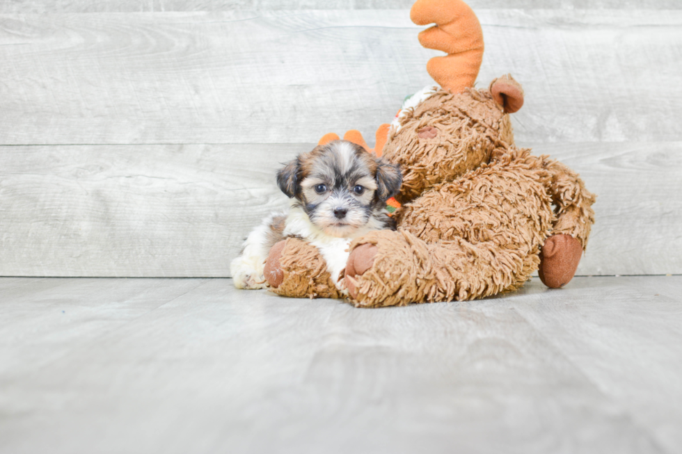 Popular Teddy Bear Designer Pup