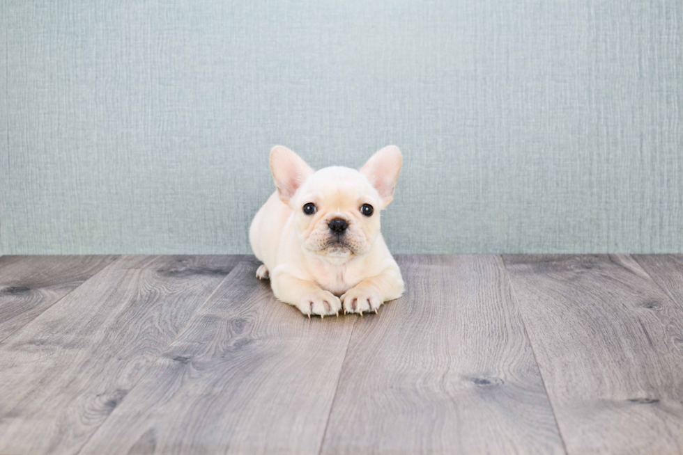 Best French Bulldog Baby