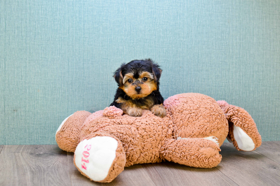 Yorkie Poo Pup Being Cute