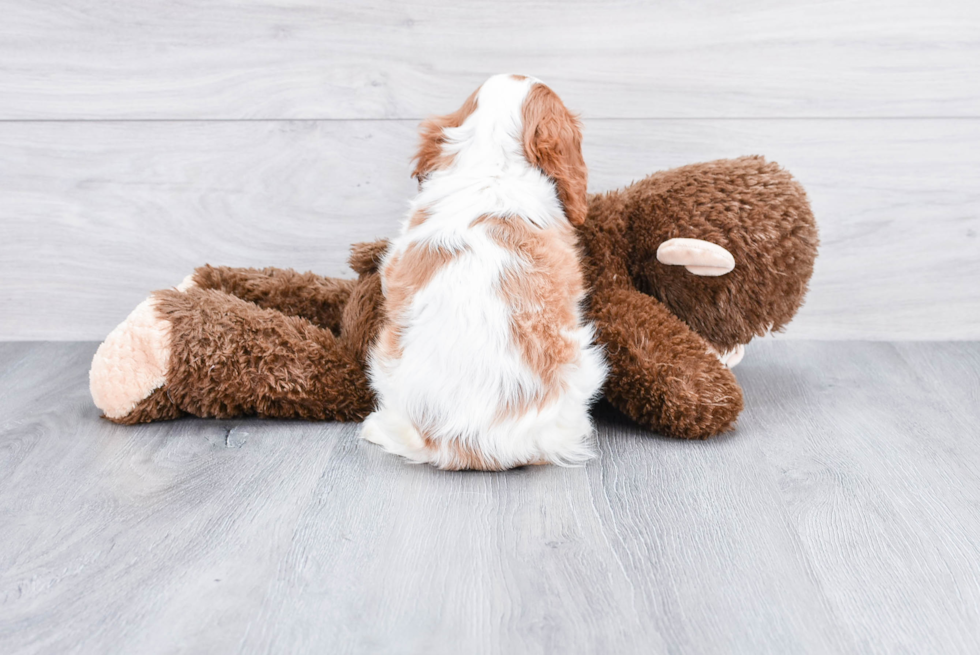 Cavalier King Charles Spaniel Pup Being Cute