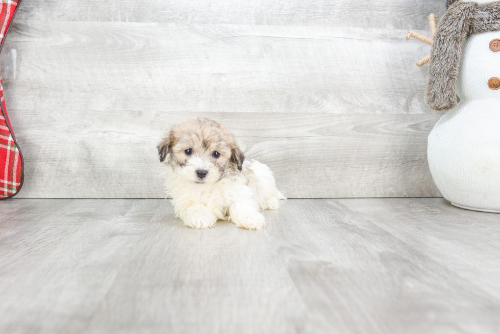 Hypoallergenic Havanese Baby