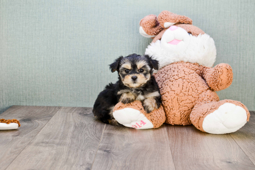 Friendly Morkie Baby