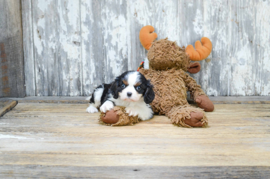 Fluffy Cavalier King Charles Spaniel Purebred Puppy