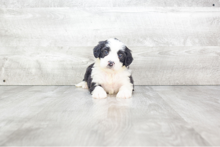 Mini Bernedoodle Puppy for Adoption