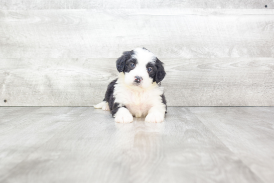 Mini Bernedoodle Puppy for Adoption