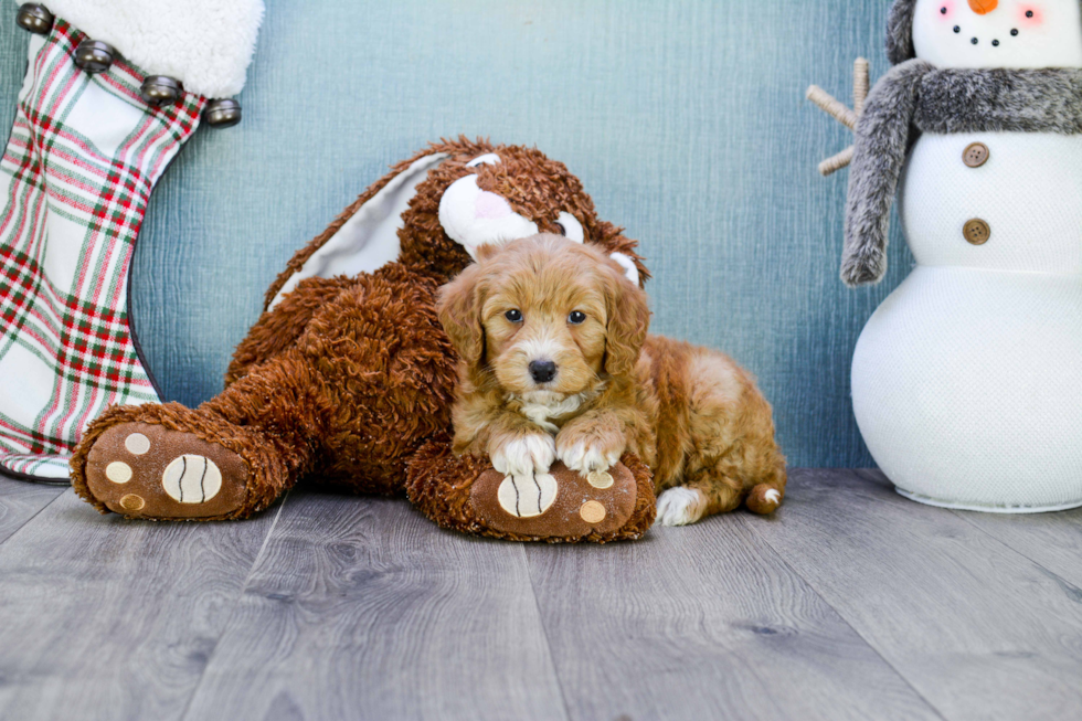 Hypoallergenic Golden Retriever Poodle Mix Puppy