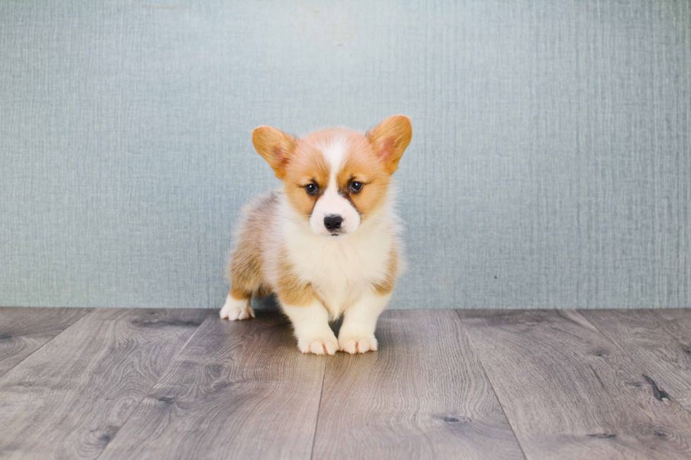 Welsh Corgi Puppy for Adoption