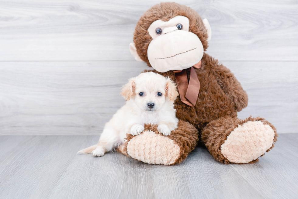 Maltipoo Pup Being Cute