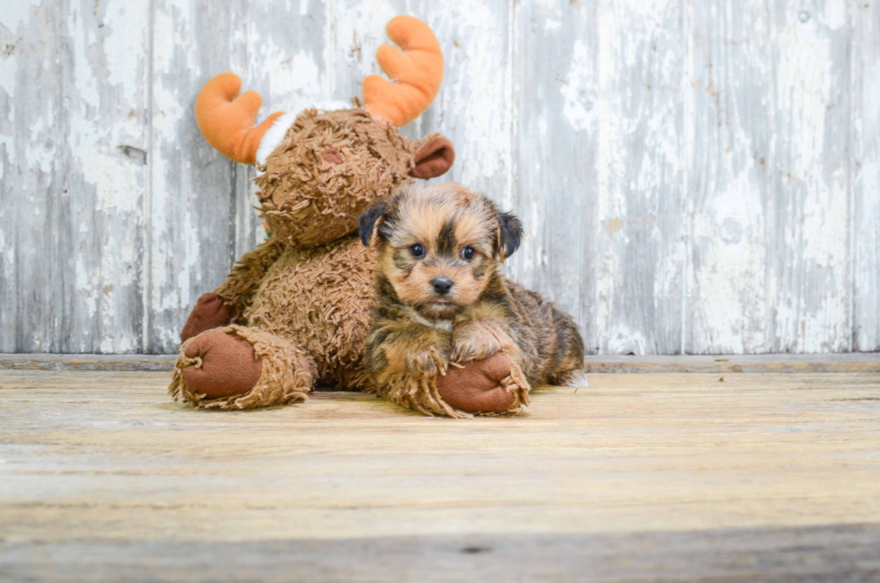 Shorkie Puppy for Adoption