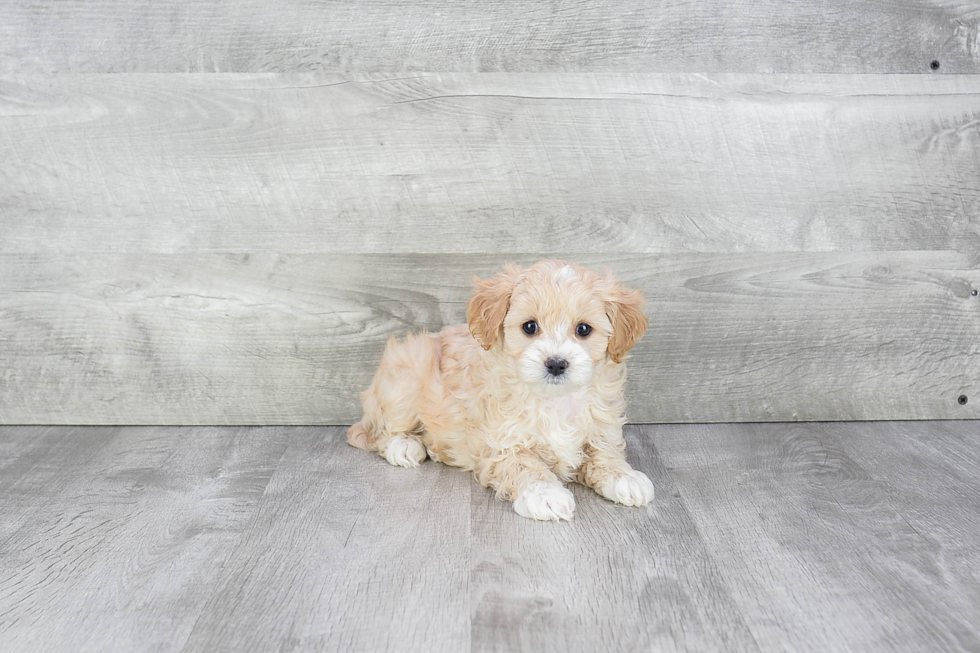 Petite Cavapoo Poodle Mix Pup