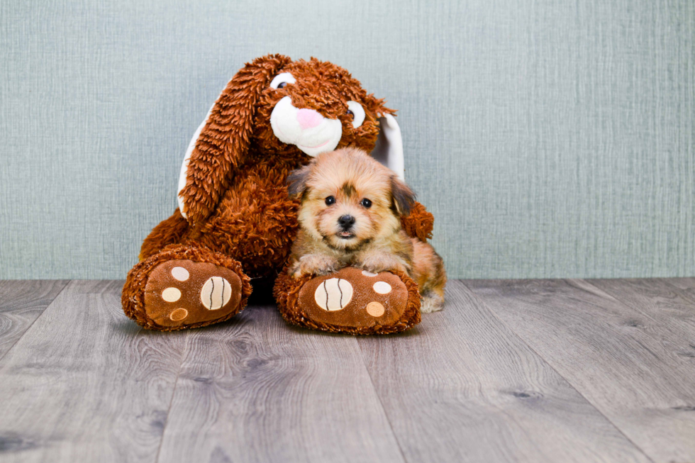 Morkie Pup Being Cute